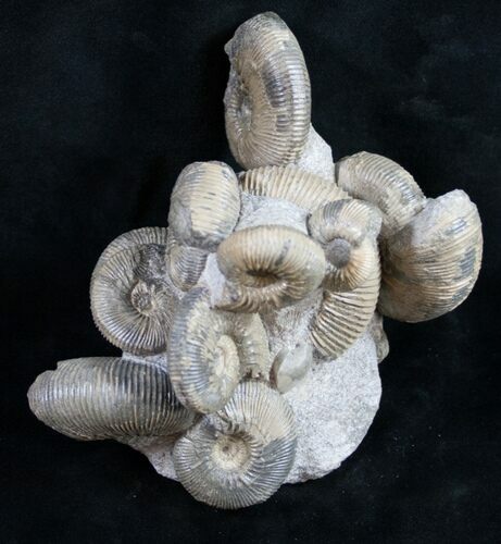 Very Nice Kepplerites Ammonite Cluster #9458